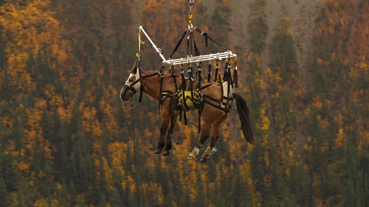 Rescuing Team Saved Lucky From A River In Alaska